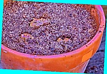  выращивание имбиря в домашних условиях